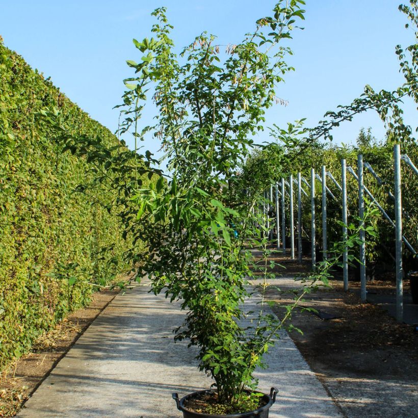 Example of Laburnum anagyroides - Gewöhnlicher Goldregen Topf mit 70L/75L as you get in printemps
