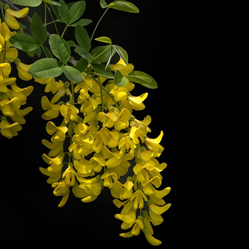 Laburnum anagyroides Yellow Rocket - Gewöhnlicher Goldregen (Flowering)