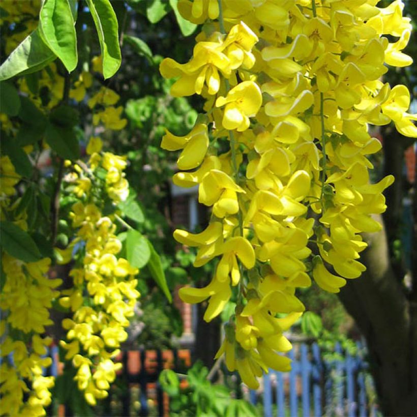 Laburnum watereri Vossii - Voss Goldregen (Flowering)