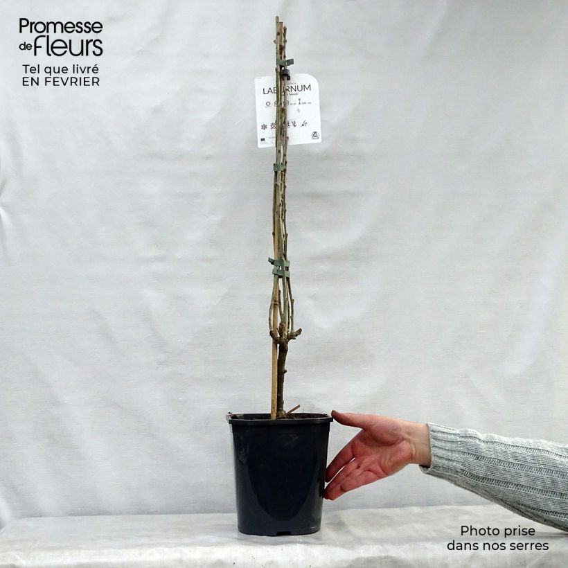 Exemplar von Laburnum watereri Vossii - Voss Goldregen Topf mit 3L/4L wie im Winter geliefert