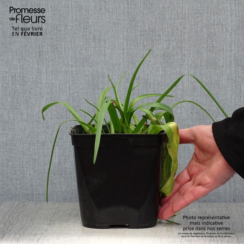 Exemplar von Lachenalia African Beauty Namakwa - Lachenalie Topf mit 2L/3L wie im Winter geliefert