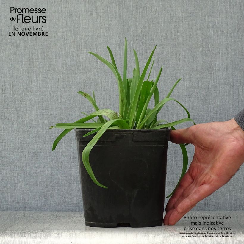 Example of Lachenalia African Beauty Rupert - Lachenalie Topf mit 3L/4L as you get in automne