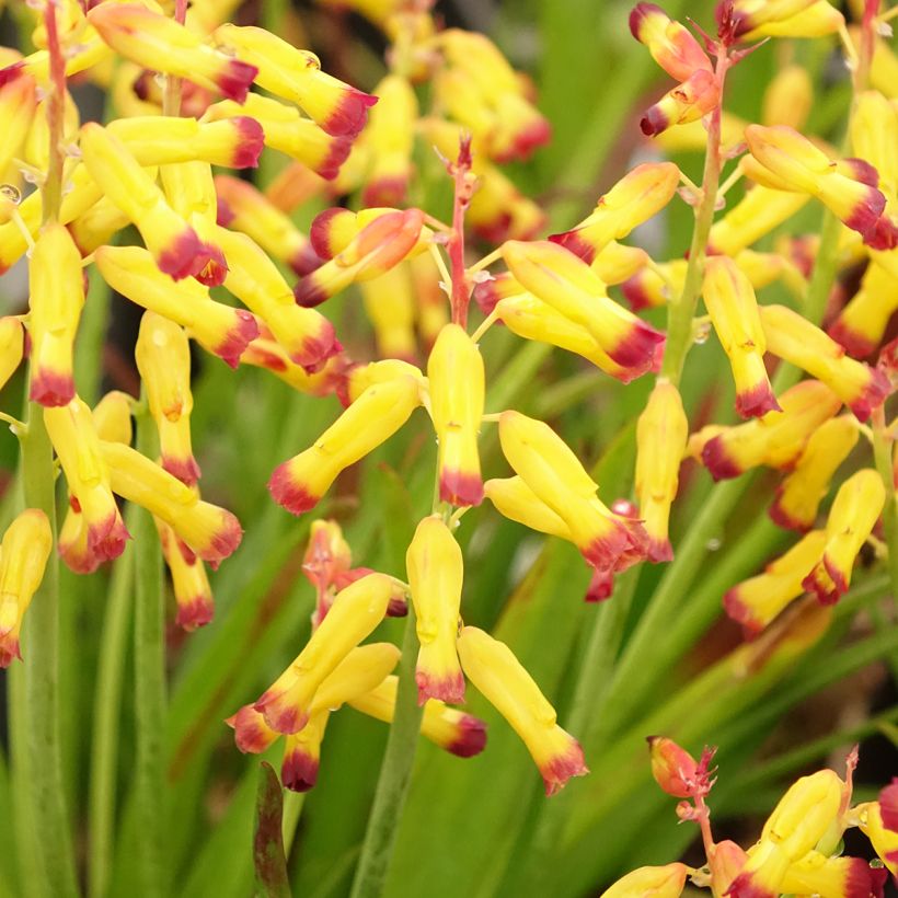 Lachenalia African Beauty Namakwa - Lachenalie (Blüte)
