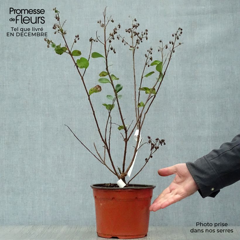 Exemplar von Chinesische Kräuselmyrte Braise d'Eté - Lagerstroemia Topf mit 3L/4L wie im Winter geliefert