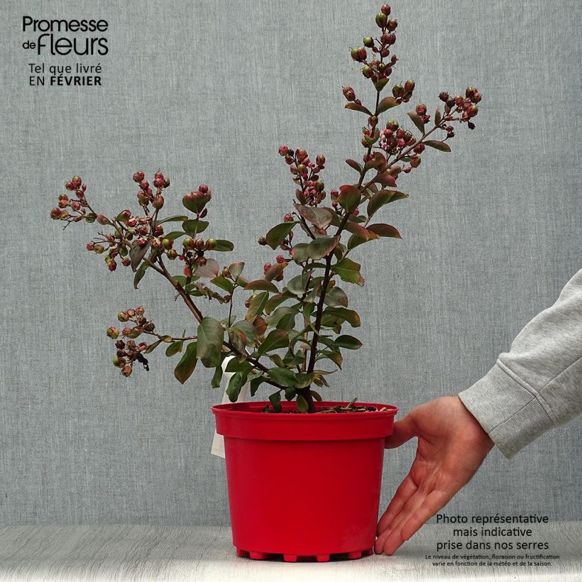 Example of Chinesische Kräuselmyrte Braise d'Eté - Lagerstroemia Topf mit 3L/4L as you get in automne