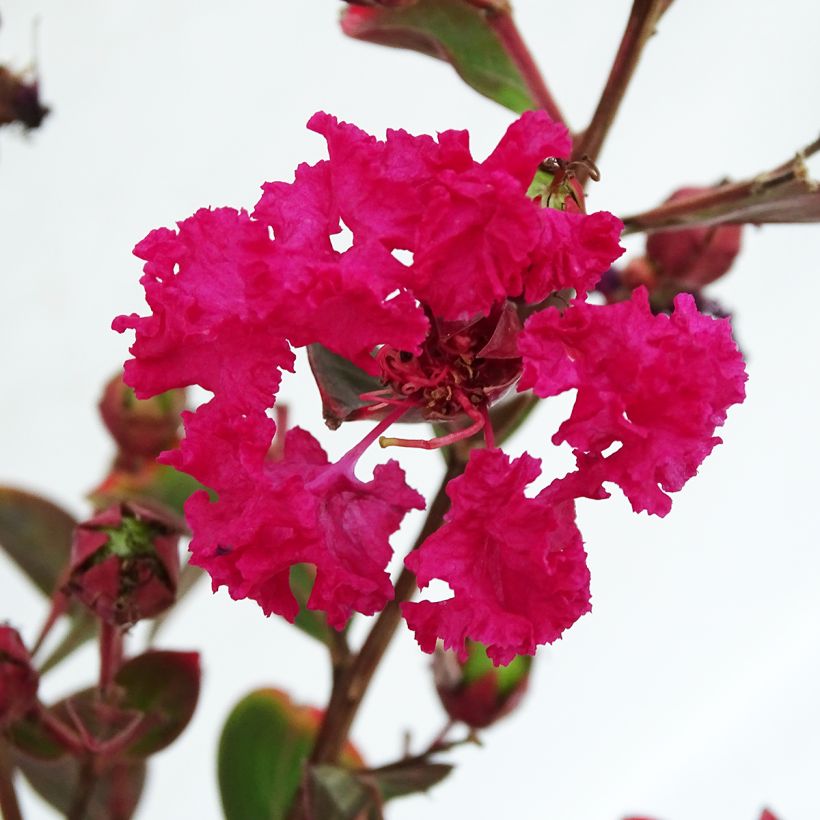 Chinesische Kräuselmyrte Braise d'Eté - Lagerstroemia (Flowering)