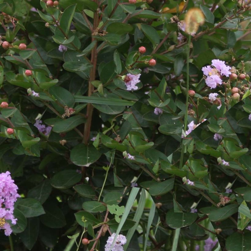 Chinesische Kräuselmyrte Camaïeu d'Ete - Lagerstroemia (Foliage)