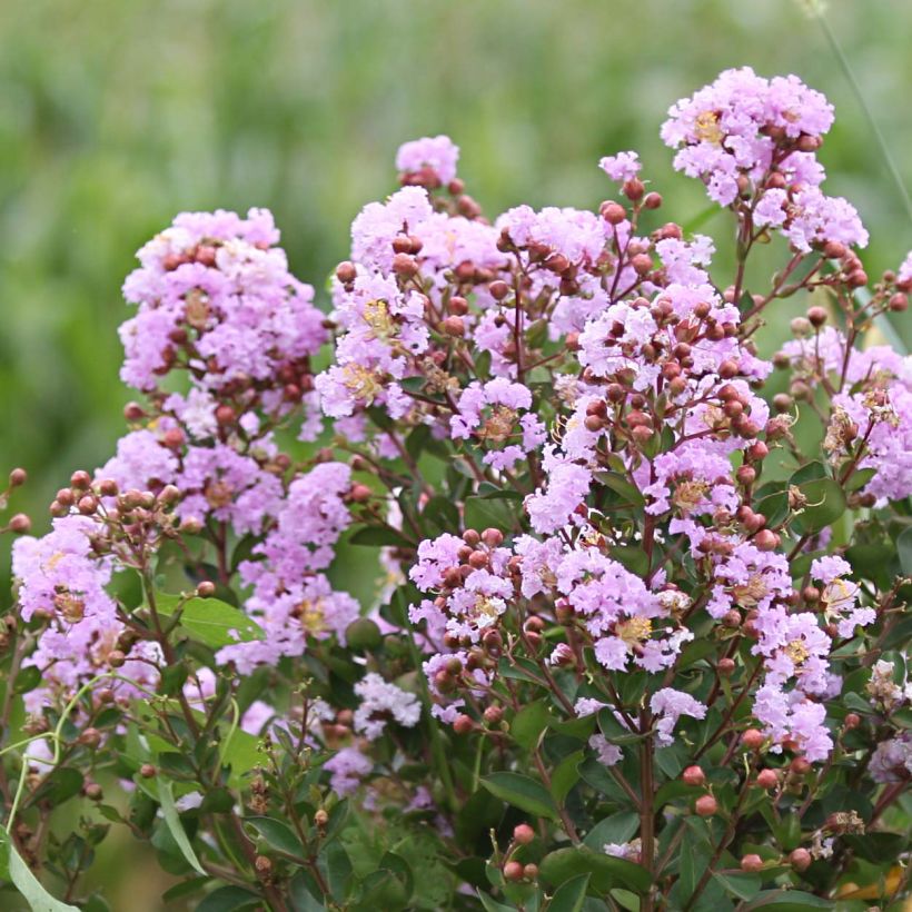 Chinesische Kräuselmyrte Camaïeu d'Ete - Lagerstroemia (Flowering)