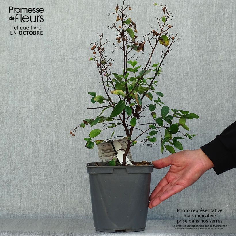 Example of Chinesische Kräuselmyrte Camaïeu d'Ete - Lagerstroemia Topf mit 4L/5L as you get in automne