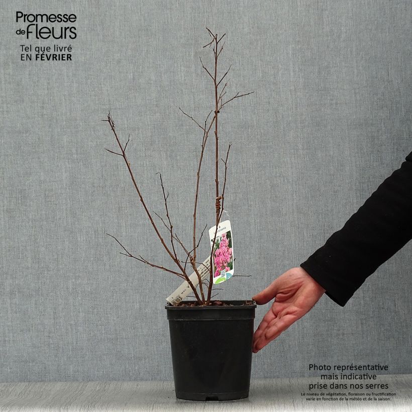 Exemplar von Chinesische Kräuselmyrte Camaïeu d'Ete - Lagerstroemia Topf mit 4L/5L wie im Winter geliefert