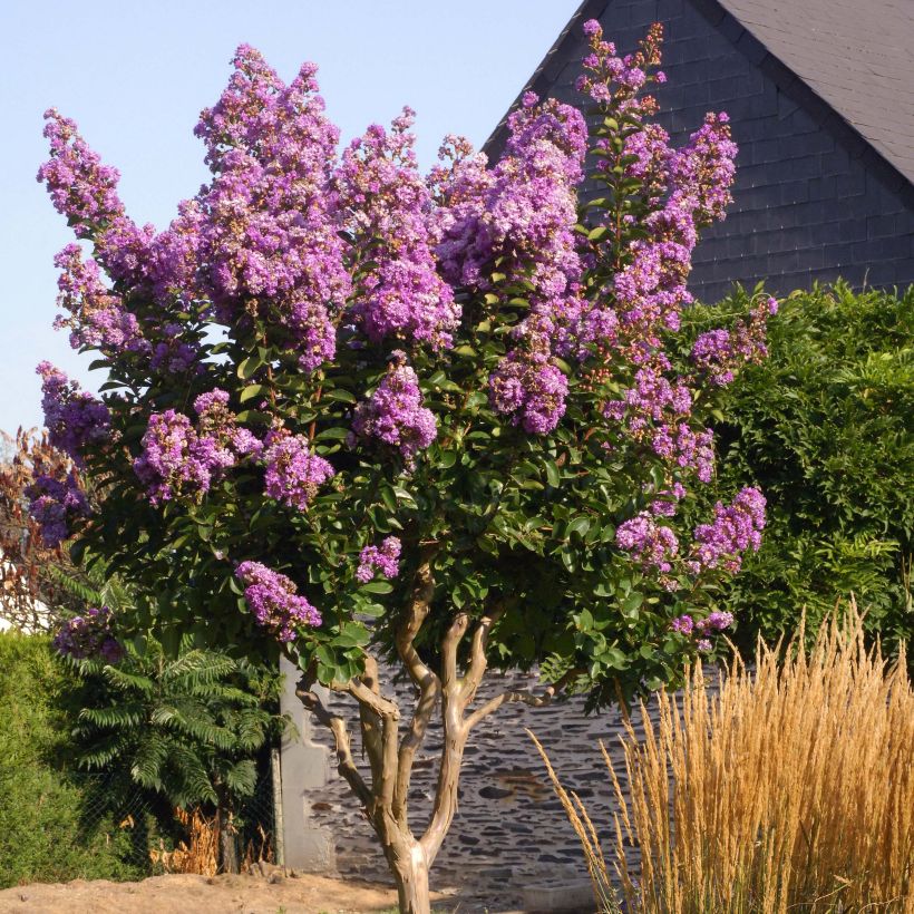 Chinesische Kräuselmyrte Lilac Grand Sud - Lagerstroemia (Plant habit)