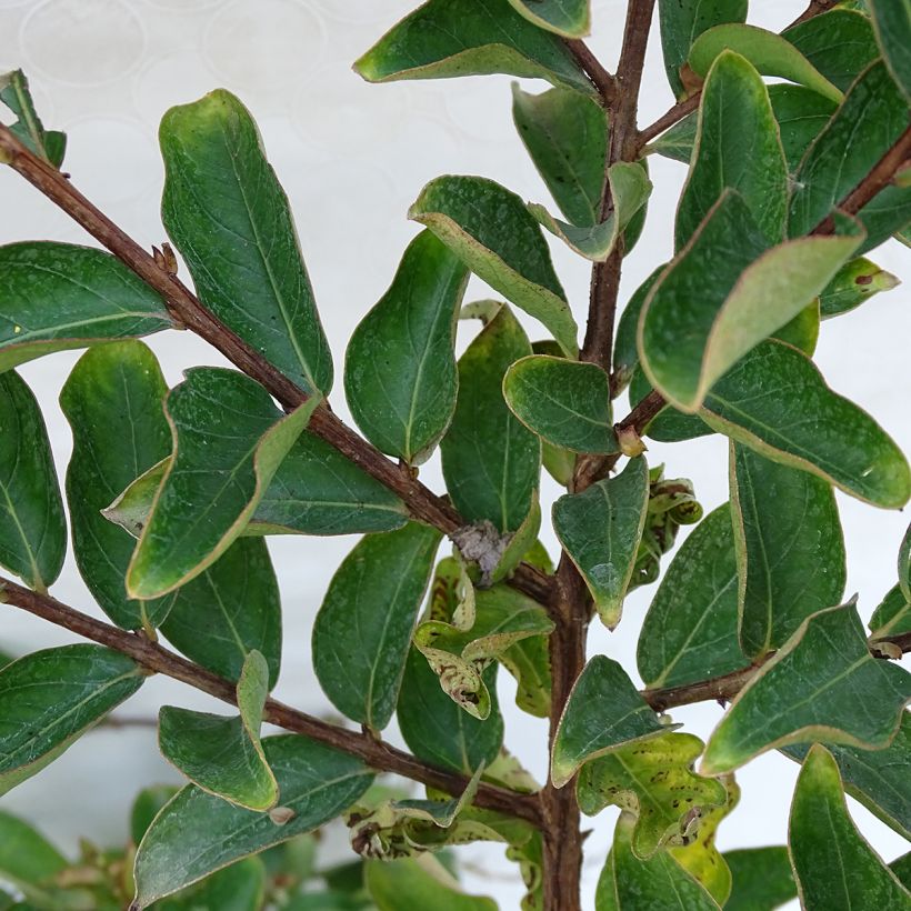 Chinesische Kräuselmyrte Lilac Grand Sud - Lagerstroemia (Foliage)