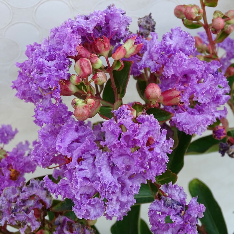 Chinesische Kräuselmyrte Lilac Grand Sud - Lagerstroemia (Flowering)
