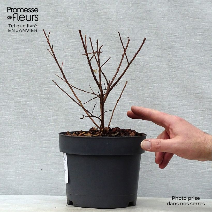 Example of Chinesische Kräuselmyrte Mardi Gras - Lagerstroemia Topf mit 3L/4L as you get in hiver