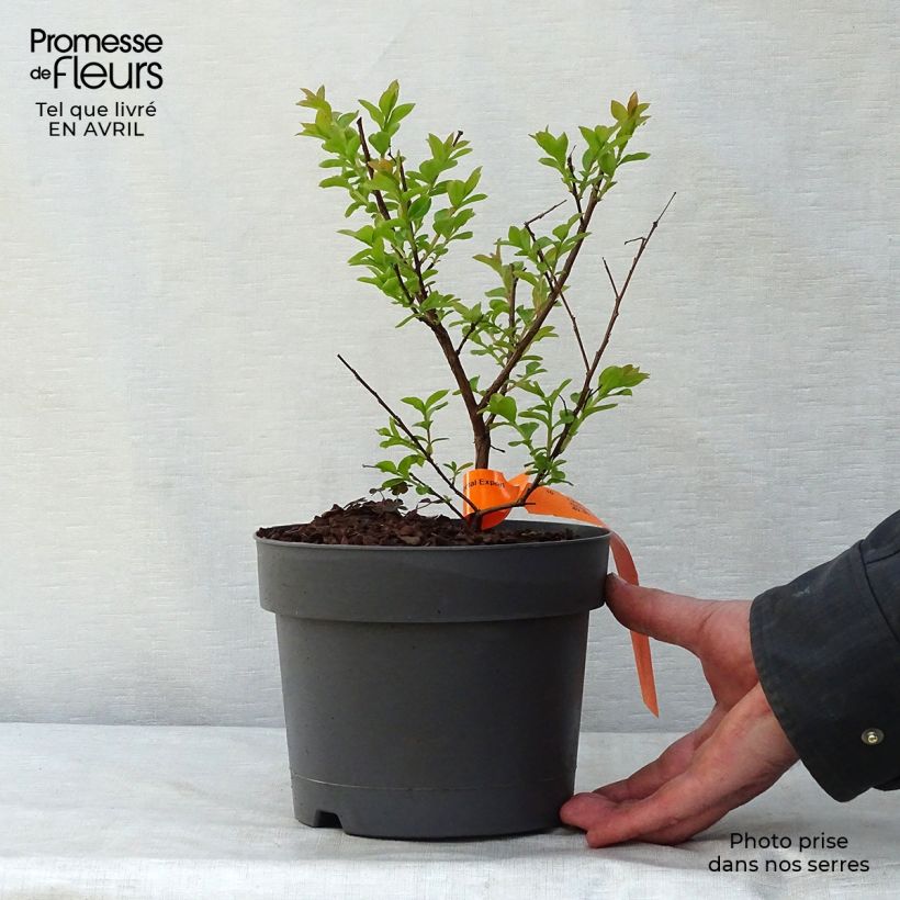 Exemplar von Chinesische Kräuselmyrte Mardi Gras - Lagerstroemia Topf mit 3L/4L wie im Frühjahr geliefert