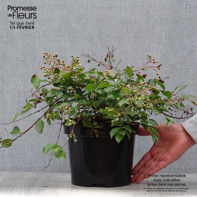 Example of Chinesische Kräuselmyrte Mimie Fuchsia - Lagerstroemia Topf mit 2L/3L as you get in automne