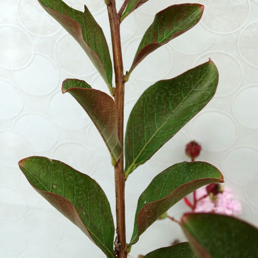 Chinesische Kräuselmyrte Neige d'Eté - Lagerstroemia (Foliage)