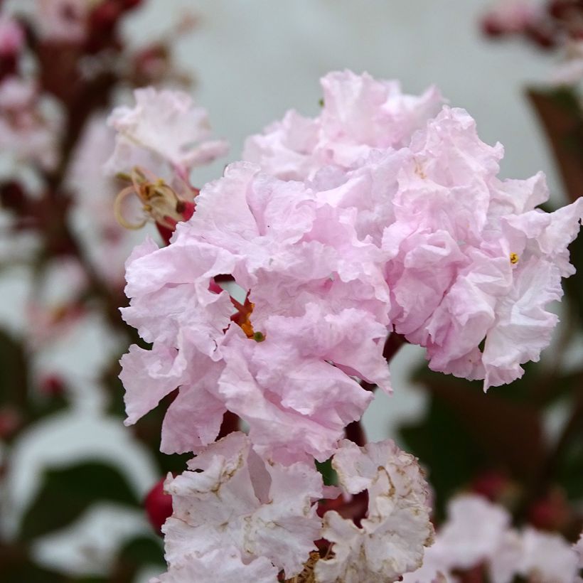 Chinesische Kräuselmyrte Neige d'Eté - Lagerstroemia (Flowering)