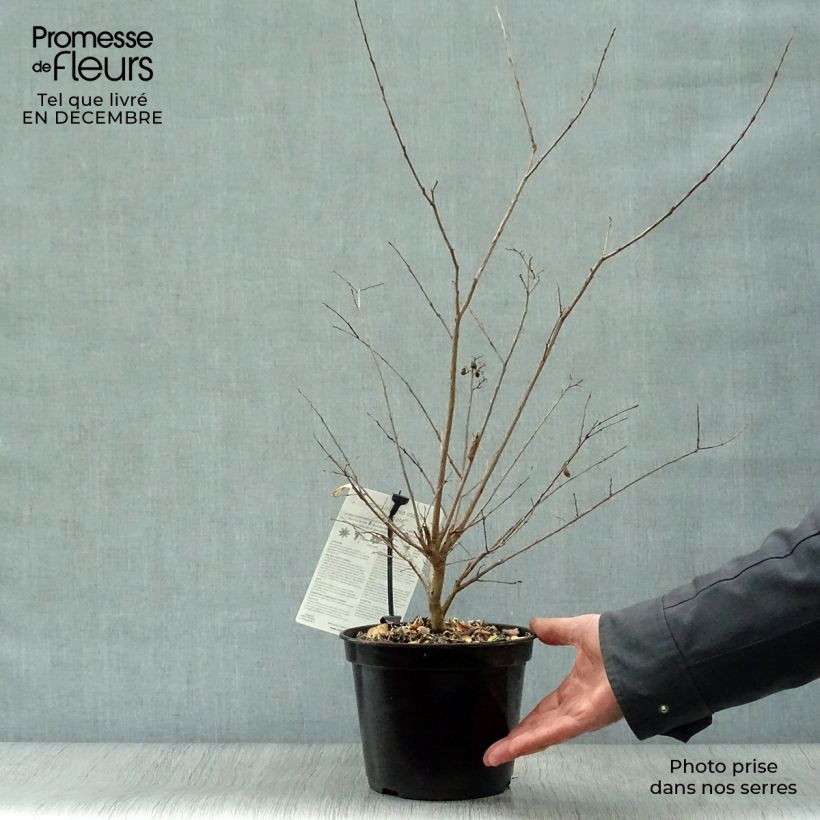 Exemplar von Chinesische Kräuselmyrte Neige d'Eté - Lagerstroemia Topf mit 3L/4L wie im Winter geliefert