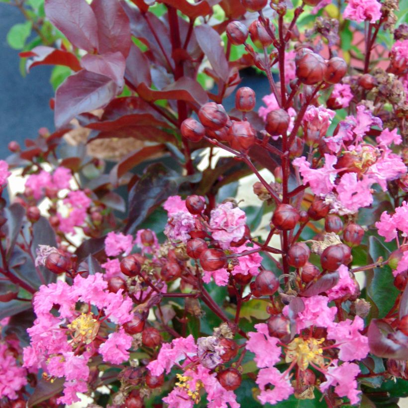 Chinesische Kräuselmyrte Rhapsody in PINK - Lagerstroemia (Flowering)