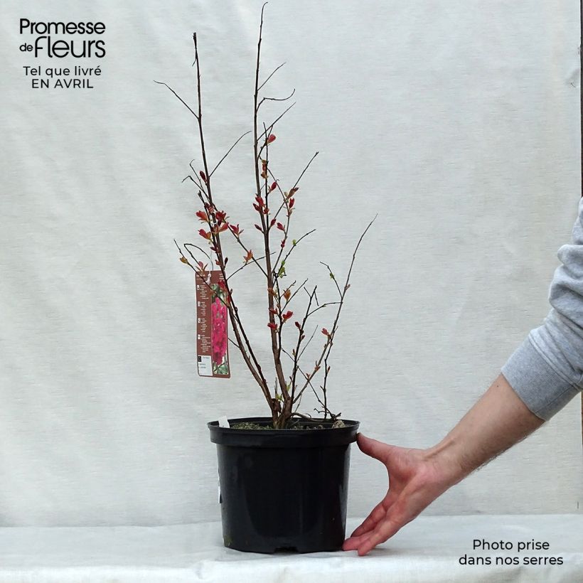 Exemplar von Chinesische Kräuselmyrte Rhapsody in PINK - Lagerstroemia Topf mit 3L/4L, Strauch wie im Frühjahr geliefert