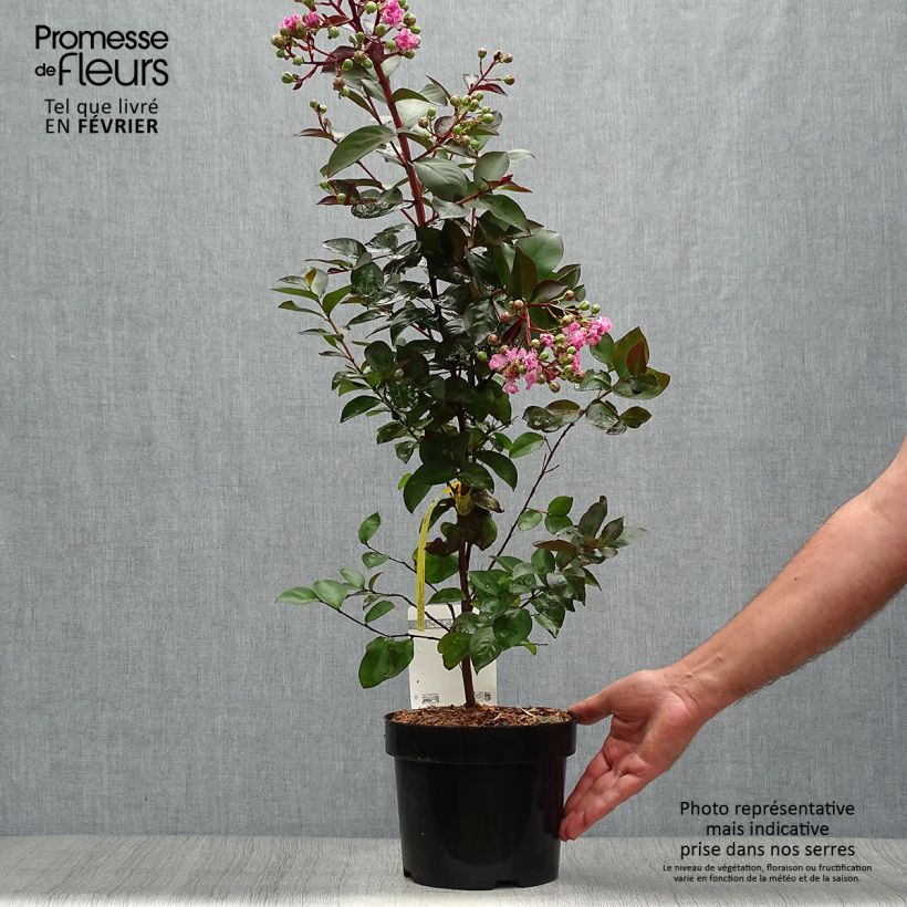 Example of Chinesische Kräuselmyrte Rhapsody in PINK - Lagerstroemia Topf mit 3L/4L as you get in automne