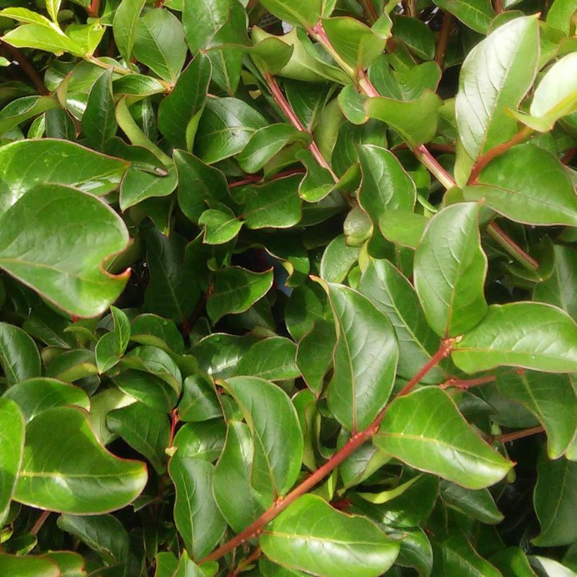 Chinesische Kräuselmyrte Bergerac - Lagerstroemia (Foliage)