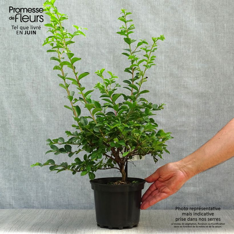 Exemplar von Chinesische Kräuselmyrte Bergerac - Lagerstroemia Topf mit 3L/4L, Strauch wie im Sommer geliefert