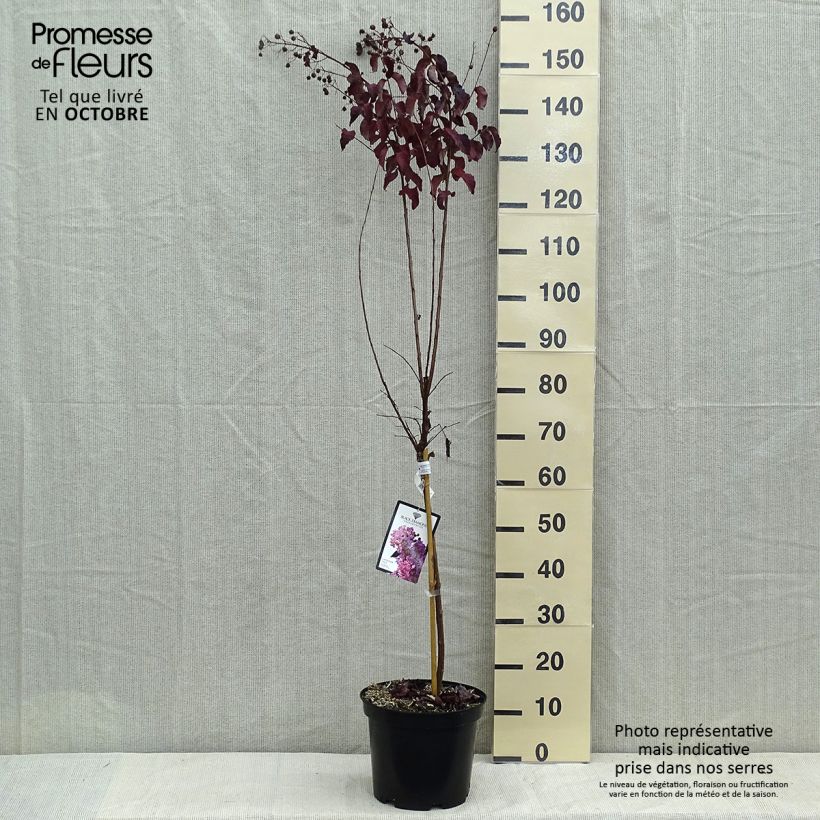 Example of Chinesische Kräuselmyrte Black Diamond Lavender Lace - Lagerstroemia Topf mit 7,5L/10L as you get in automne