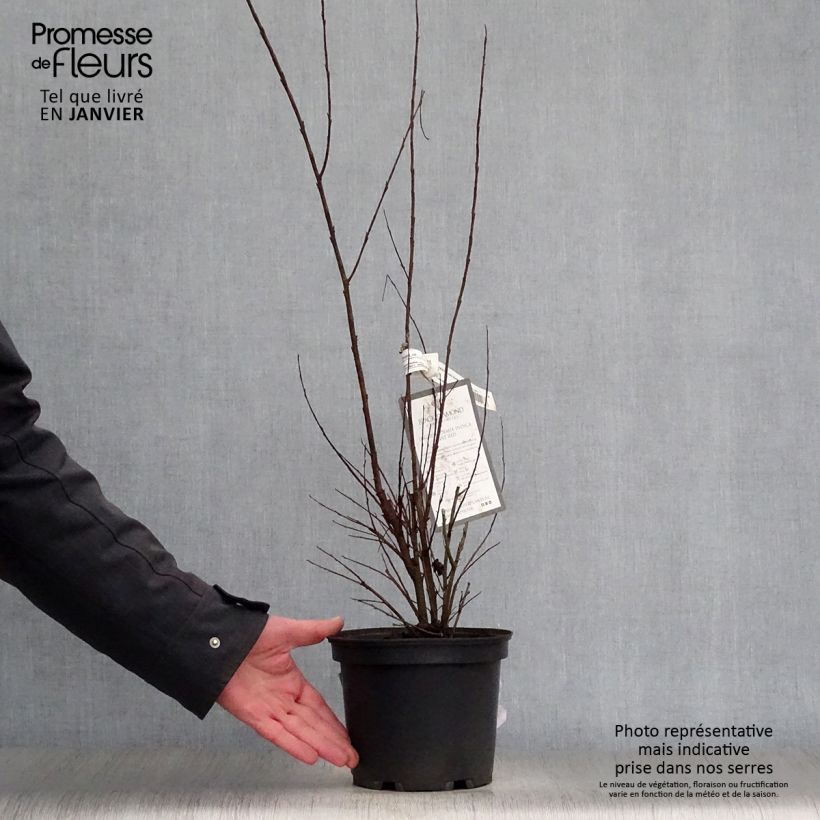 Exemplar von Chinesische Kräuselmyrte Black Diamond Lavender Lace - Lagerstroemia Topf mit 7,5L/10L wie im Winter geliefert