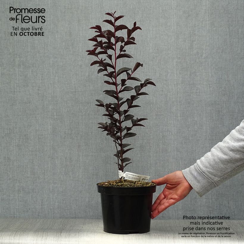 Example of Chinesische Kräuselmyrte Black Solitaire Blush - Lagerstroemia Topf mit 3L/4L as you get in automne