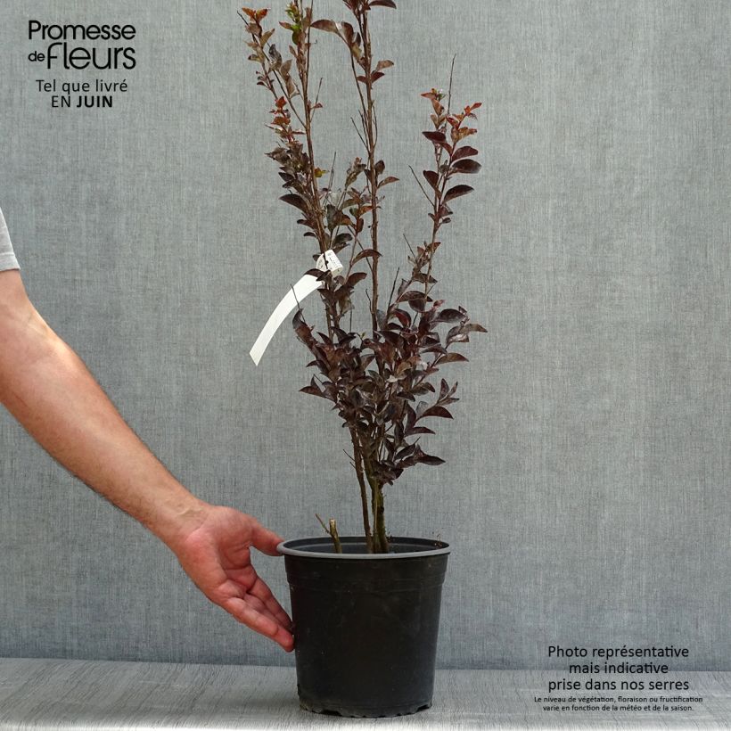 Example of Chinesische Kräuselmyrte Black Solitaire Pure White - Lagerstroemia Topf mit 3L/4L as you get in ete