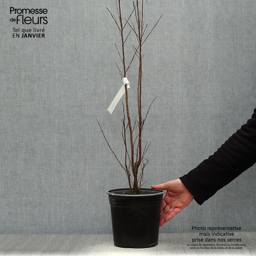 Exemplar von Chinesische Kräuselmyrte Black Solitaire Pure White - Lagerstroemia Topf mit 3L/4L wie im Winter geliefert