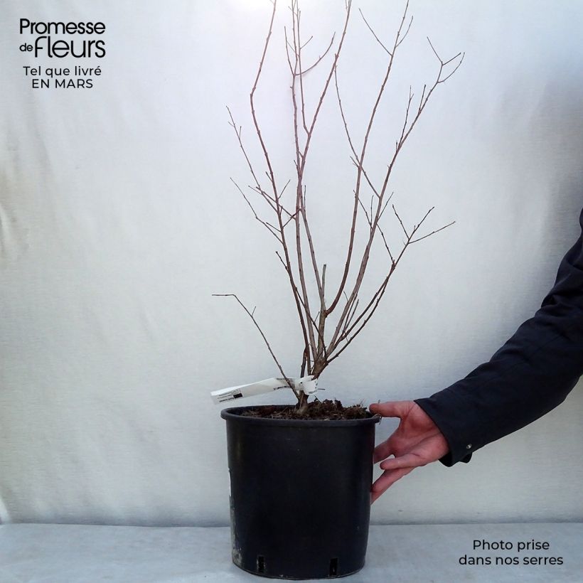 Exemplar von Chinesische Kräuselmyrte Dynamite - Lagerstroemia Topf mit 7,5L/10L wie im Frühjahr geliefert