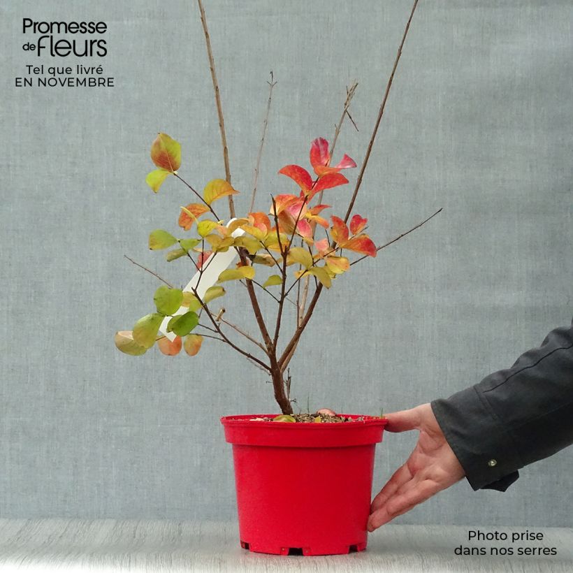Example of Chinesische Kräuselmyrte Dynamite - Lagerstroemia Topf mit 3L/4L as you get in automne
