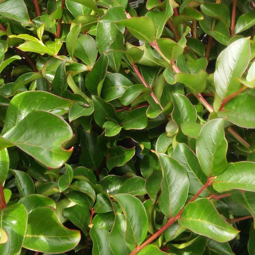 Chinesische Kräuselmyrte Fuchsia d'Eté Indyfus - Lagerstroemia (Foliage)