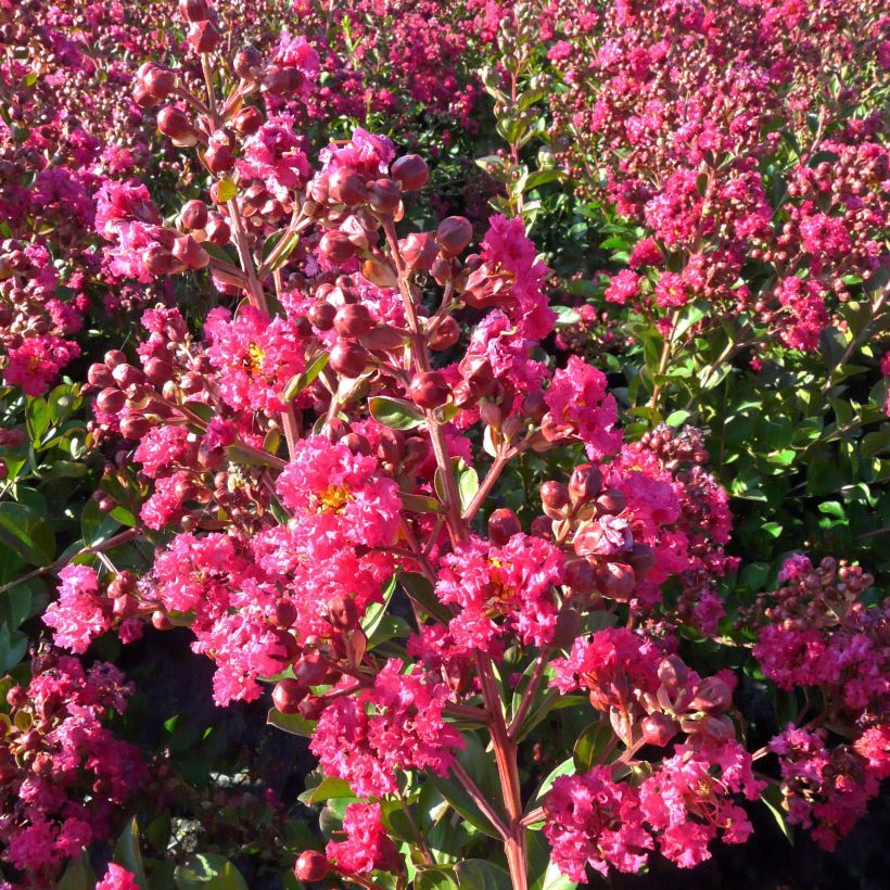 Chinesische Kräuselmyrte Fuchsia d'Eté Indyfus - Lagerstroemia (Flowering)