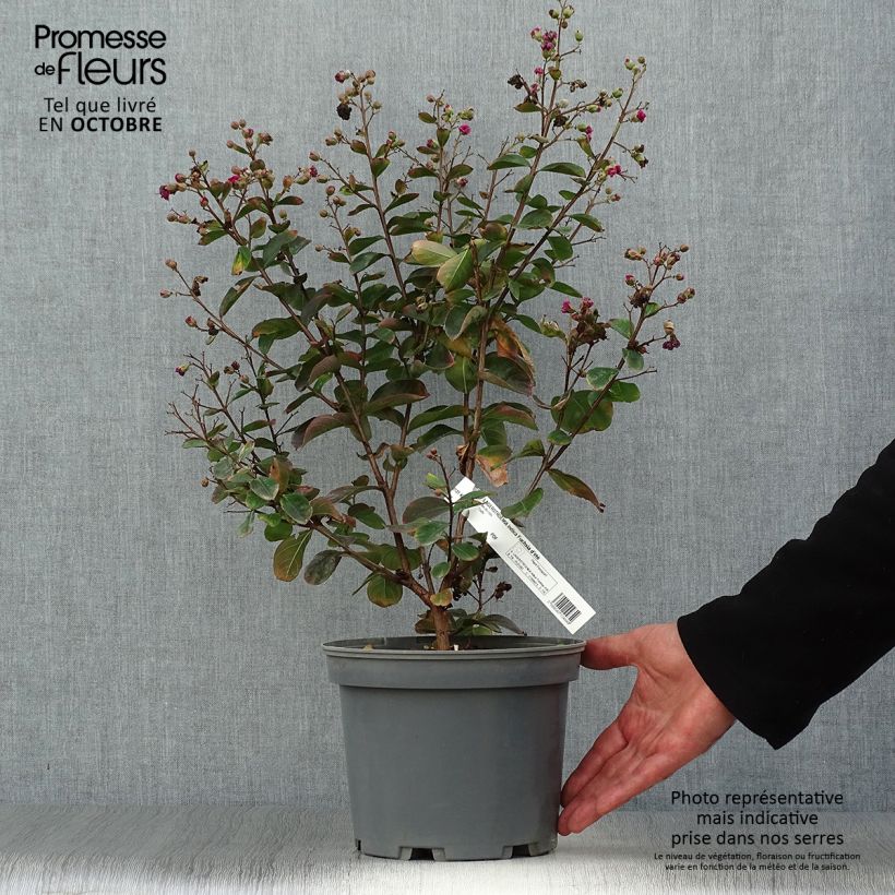 Example of Chinesische Kräuselmyrte Fuchsia d'Eté Indyfus - Lagerstroemia Topf mit 4L/5L as you get in automne
