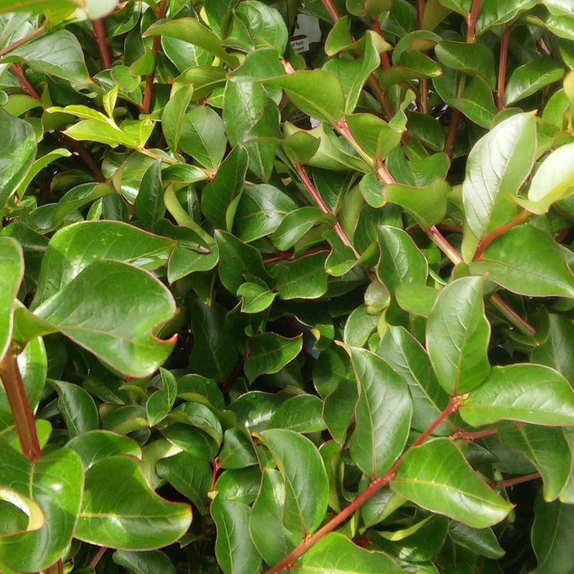 Chinesische Kräuselmyrte Grand Cru - Lagerstroemia (Foliage)