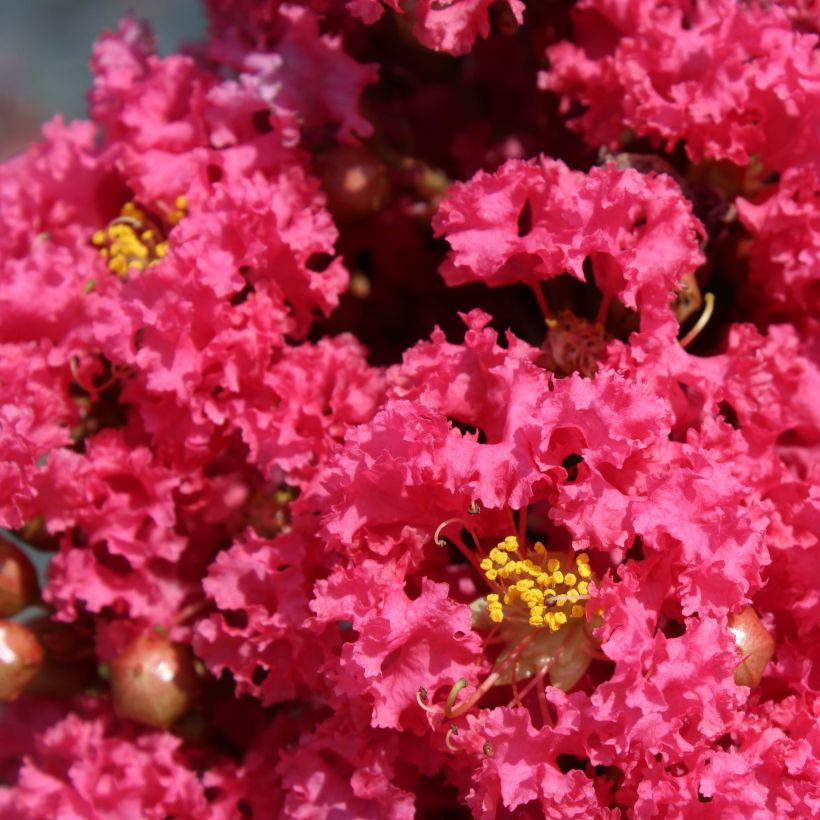 Chinesische Kräuselmyrte Grand Cru - Lagerstroemia (Flowering)