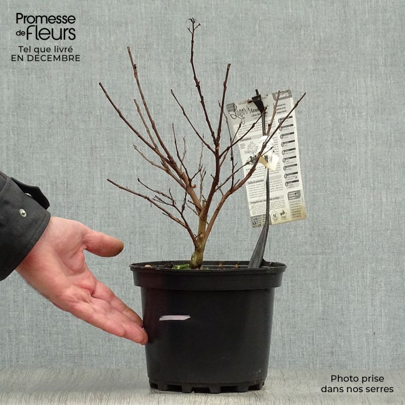 Exemplar von Chinesische Kräuselmyrte Grand Cru - Lagerstroemia Topf mit 3L/4L wie im Winter geliefert