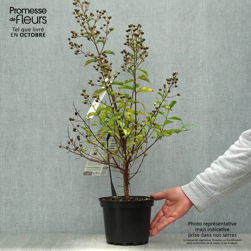 Example of Chinesische Kräuselmyrte Grand Cru - Lagerstroemia Topf mit 3L/4L as you get in automne
