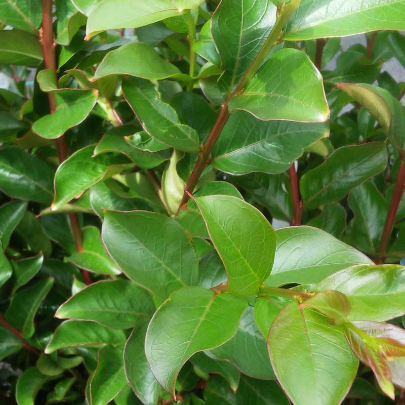 Chinesische Kräuselmyrte Houston - Lagerstroemia (Foliage)