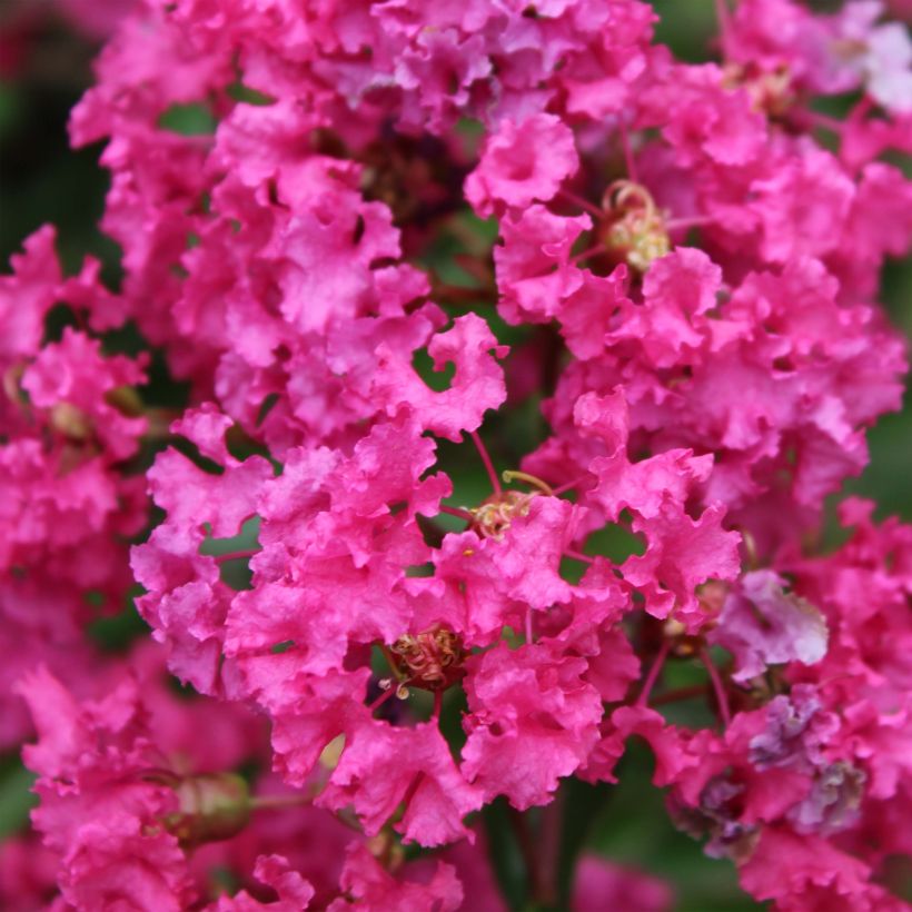 Chinesische Kräuselmyrte Houston - Lagerstroemia (Flowering)