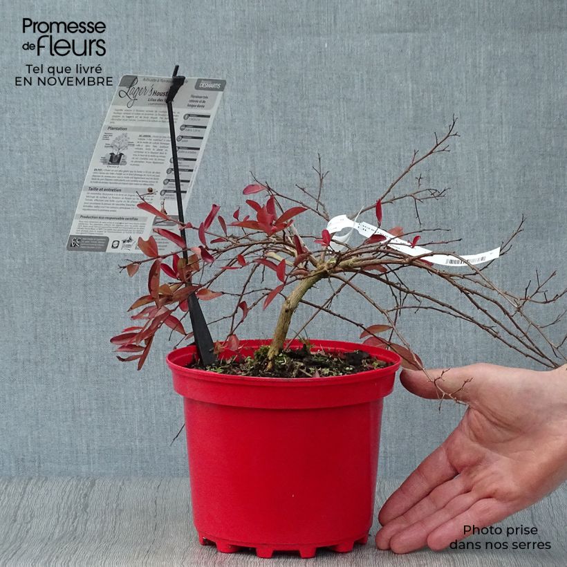Example of Chinesische Kräuselmyrte Houston - Lagerstroemia Topf mit 3L/4L as you get in automne