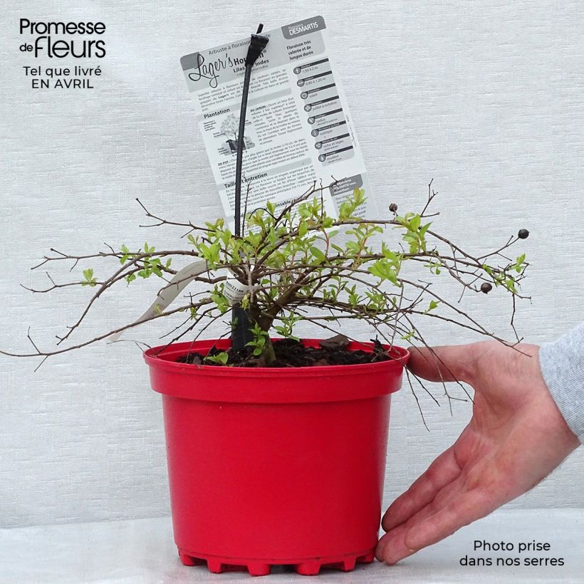 Exemplar von Chinesische Kräuselmyrte Houston - Lagerstroemia Topf mit 3L/4L wie im Frühjahr geliefert