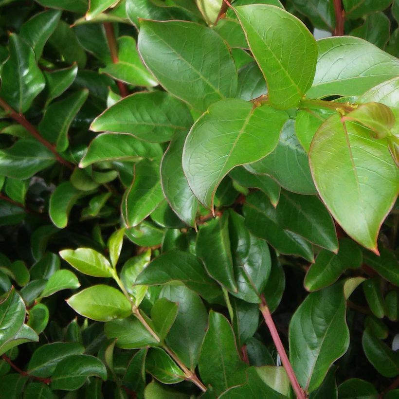 Chinesische Kräuselmyrte Jacqueline Desmartis - Lagerstroemia (Foliage)