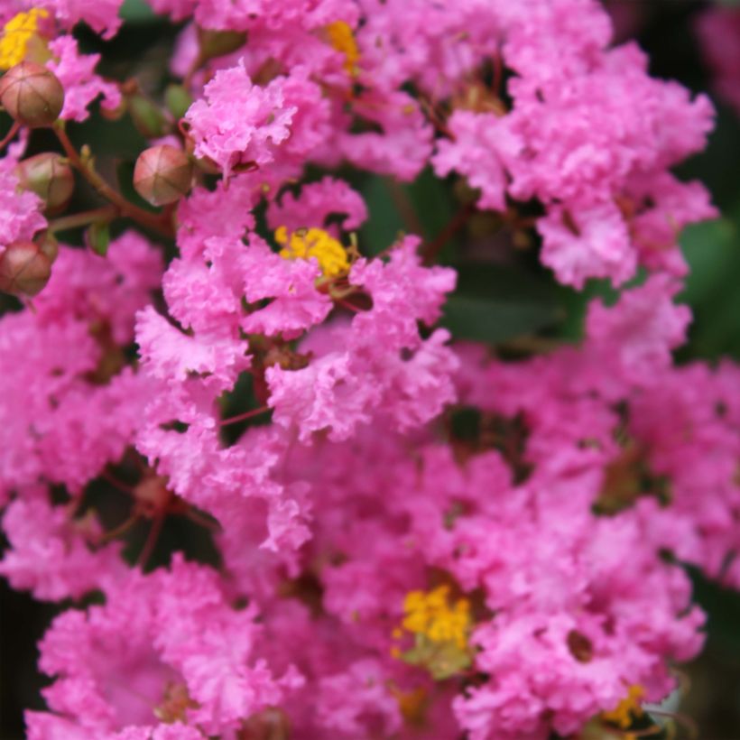 Chinesische Kräuselmyrte Jacqueline Desmartis - Lagerstroemia (Flowering)