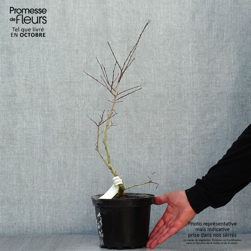 Example of Chinesische Kräuselmyrte Jacqueline Desmartis - Lagerstroemia Topf mit 3L/4L as you get in automne