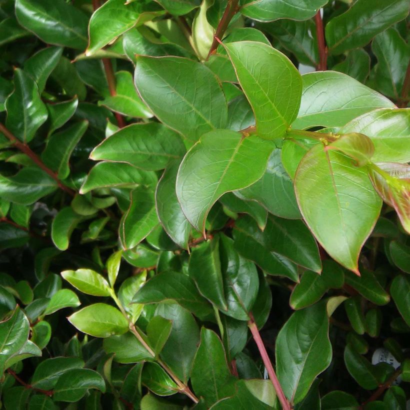 Chinesische Kräuselmyrte Jeanne Desmartis - Lagerstroemia (Foliage)